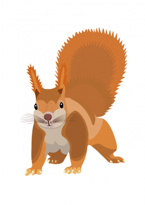 Белка.png