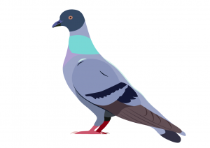 Голубь.png